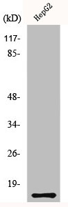 Western Blot analysis of HepG2 cells using MIF Polyclonal Antibody