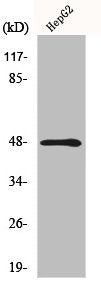 Western Blot analysis of HepG2 cells using MMP-13 Polyclonal Antibody