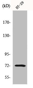 Western Blot analysis of HT29 cells using MMP-2 Polyclonal Antibody