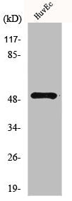 MKNK1 Antibody – Figure 1 of 2
