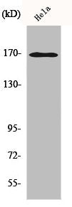 Western Blot analysis of HepG2 cells using MRP3 Polyclonal Antibody