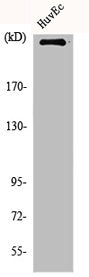MTOR Antibody – Figure 1 of 3