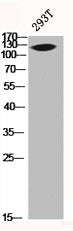 Western Blot analysis of 293T cells using Mucin 1 Polyclonal Antibody