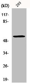 Western Blot analysis of COLO205 cells using Mucin 13 Polyclonal Antibody