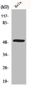Western Blot analysis of Jurkat cells using MYLIP Polyclonal Antibody