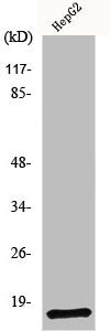 Western Blot analysis of RAW264.7 cells using NDUFA4 Polyclonal Antibody