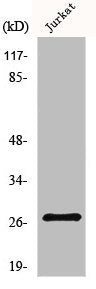 Western Blot analysis of MCF7 cells using NDUFV2 Polyclonal Antibody