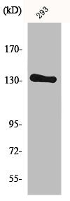 Western Blot analysis of 293 cells using Neu Polyclonal Antibody