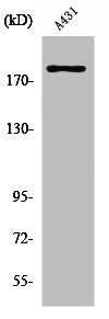 Western Blot analysis of A431 cells using Neu Polyclonal Antibody