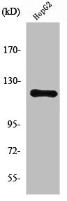 Western Blot analysis of HepG2 cells using Neuropilin-1 Polyclonal Antibody