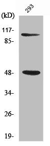 Western Blot analysis of 293 cells using NFκB-p105/p50 Polyclonal Antibody