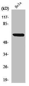 Western Blot analysis of HeLa cells using NFκB-p65 Polyclonal Antibody