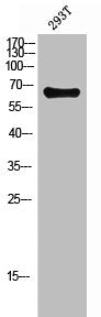 Western Blot analysis of 293T cells using NFκB-p65 Polyclonal Antibody