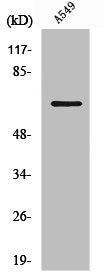 Western Blot analysis of RAW264.7 cells using NHE-9 Polyclonal Antibody