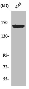 Western Blot analysis of A549 cells using NOS1 Polyclonal Antibody