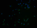 Immunofluorescence staining of U251 cells with CSB-PA003490LA01HU at 1:100, counter-stained with DAPI. The cells were blocked in 10% normal Goat Serum and incubated with the antibody overnight at 4°C. The secondary antibody was Alexa Fluor 488-congugated AffiniPure Goat Anti-Rabbit IgG(H+L).