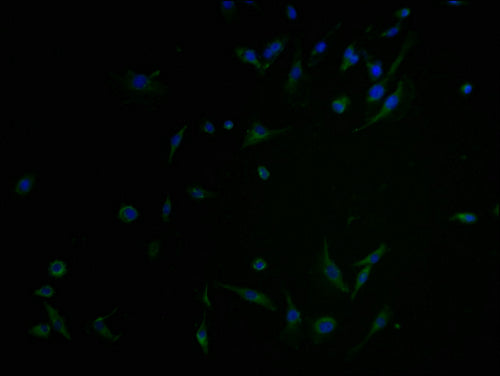 Immunofluorescence staining of U251 cells with CSB-PA003490LA01HU at 1:100, counter-stained with DAPI. The cells were blocked in 10% normal Goat Serum and incubated with the antibody overnight at 4°C. The secondary antibody was Alexa Fluor 488-congugated AffiniPure Goat Anti-Rabbit IgG(H+L).