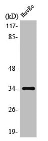 Western Blot analysis of Jurkat cells using Olfactory receptor 10AG1 Polyclonal Antibody