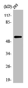 Western Blot analysis of 293 cells using OPG Polyclonal Antibody