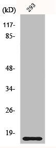 Western Blot analysis of HeLa cells using ORAOV1 Polyclonal Antibody