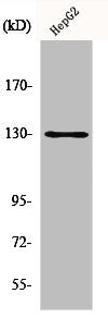 Western Blot analysis of HepG2 cells using p130 Cas Polyclonal Antibody