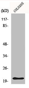 CDKN1A Antibody – Figure 1 of 2