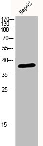 MAPK14 Antibody – Figure 1 of 3
