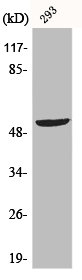 Western Blot analysis of 293 cells using p53 Polyclonal Antibody