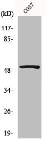 Western Blot analysis of COS7 cells using p53 Polyclonal Antibody