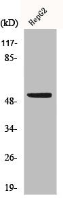 Western Blot analysis of HepG2 cells using p53 Polyclonal Antibody