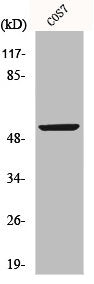 Western Blot analysis of COS7 cells using p53 Polyclonal Antibody
