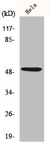 Western Blot analysis of HeLa cells using p53 Polyclonal Antibody