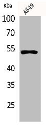 Western Blot analysis of A549 cells using p53 Polyclonal Antibody