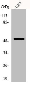 Western Blot analysis of COS7 cells using p53 Polyclonal Antibody