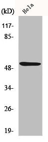 Western Blot analysis of HeLa cells using p53 Polyclonal Antibody