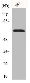 RPS6KB1 Antibody – Figure 1 of 1