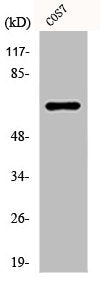 Western Blot analysis of COS7 cells using Paxillin Polyclonal Antibody