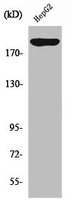 Western Blot analysis of HepG2 cells using PDGFR-α Polyclonal Antibody