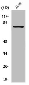 Western Blot analysis of NIH-3T3 cells using PFK-B Polyclonal Antibody