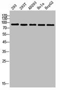PIK3R1 Antibody – Figure 1 of 1