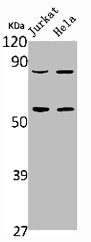 Western Blot analysis of Jurkat HELA cells using PI 3-kinase p85α/γ Polyclonal Antibody