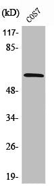Western Blot analysis of COS7 cells using PIASx Polyclonal Antibody