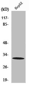 Western Blot analysis of HepG2 cells using PITPβ Polyclonal Antibody