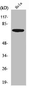 Western Blot analysis of HeLa cells using PKR Polyclonal Antibody
