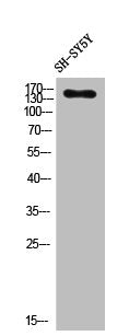 Western Blot analysis of SH-SY5Y cells using PLC β3 Polyclonal Antibody