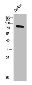 Western Blot analysis of JK cells using POLR3E Polyclonal Antibody