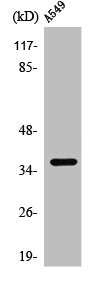 PPP2CA Antibody – Figure 1 of 2