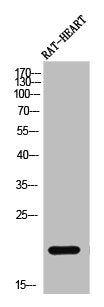 Western Blot analysis of RAT-HEART cells using PRAF2 Polyclonal Antibody