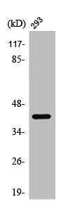 AKT1S1 Antibody – Figure 1 of 1