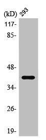 Western Blot analysis of HuvEc cells using PRPF18 Polyclonal Antibody